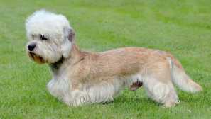 Dandy dinmont teriér - od lovce na krysách v apartmánových domácích zvířat